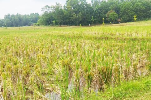 Tanah Dijual Murah Luas 10.710 m2 di Cibogo Subang